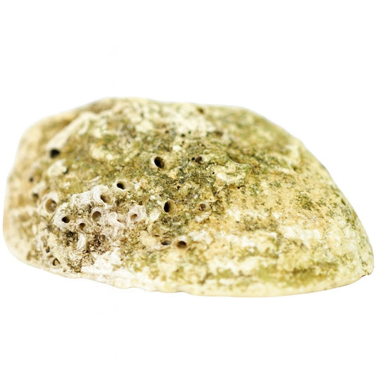 Unpolished Abalone Shell image 2