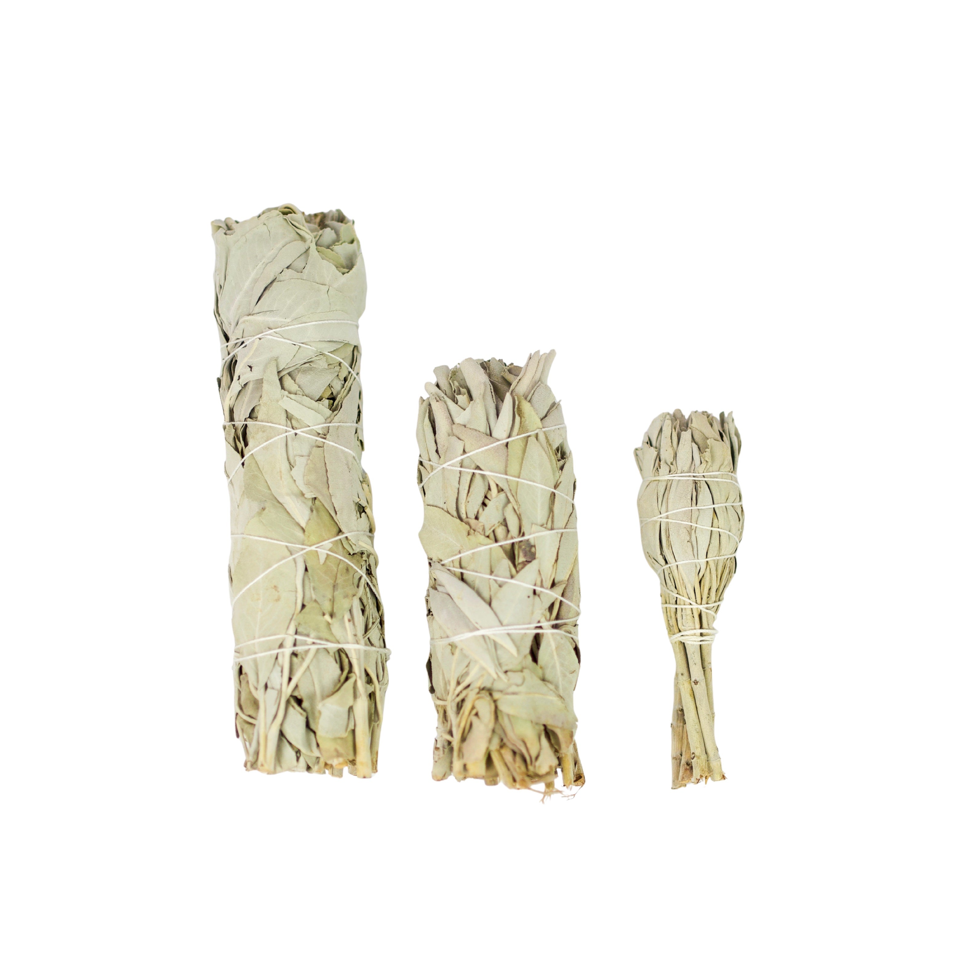 White Sage Smudge Stick image 2
