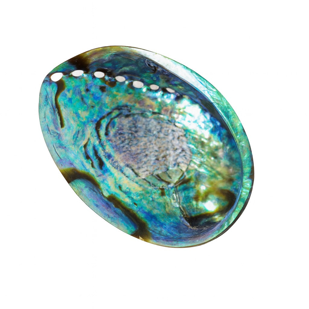 Unpolished Abalone Smudge Shell | Earth Aya Energy | Australia