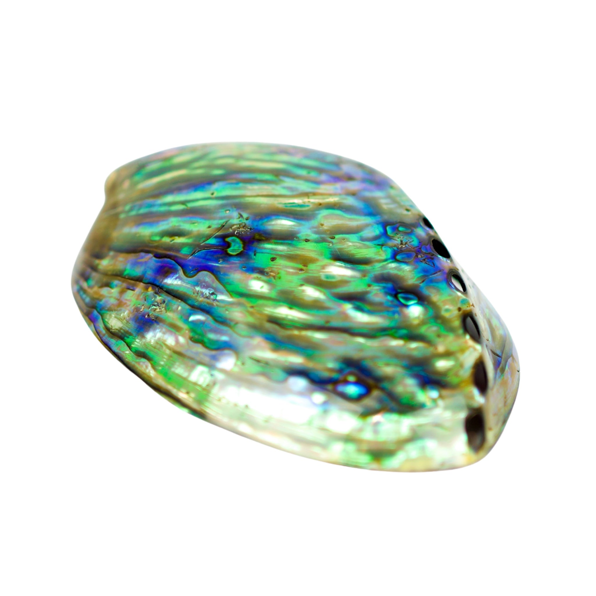 Underside view of a polished abalone shell often used as a smudge bowl, perfect for cleansing rituals