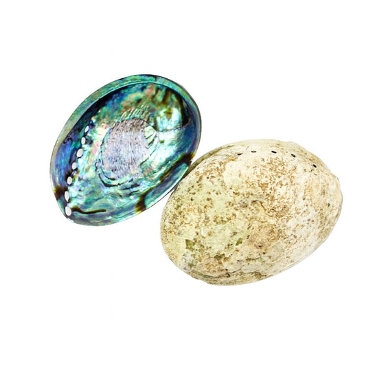 Unpolished Abalone Shell image 0